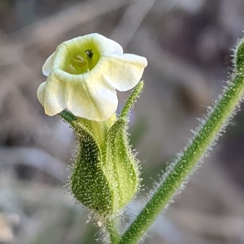 Desert Tobacco