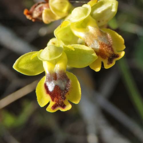 Lesser Yellow Bee Orchid