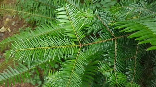 Grand Fir Bonsai