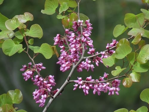 Judas-tree