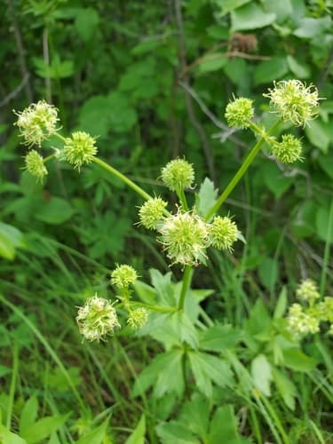 Maryland Sanicle