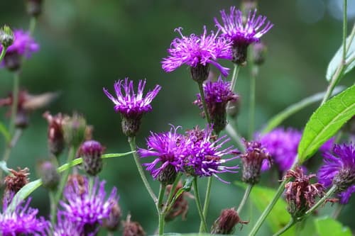 New York Ironweed Bonsai