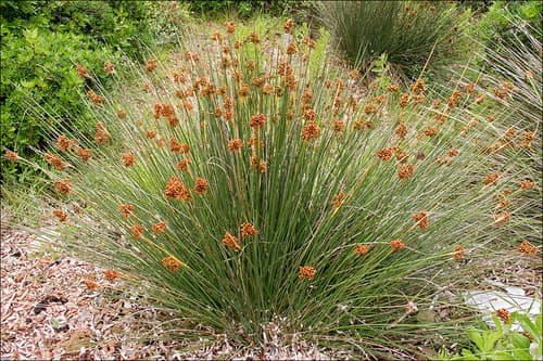Spiny Rush