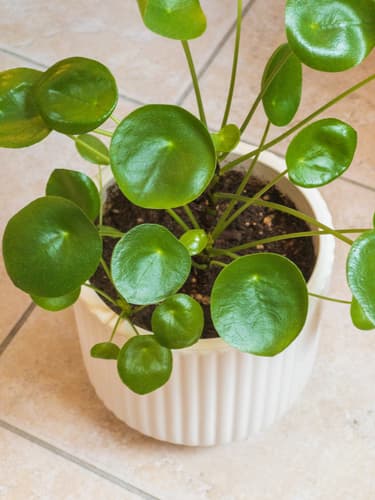 Chinese Money Plant