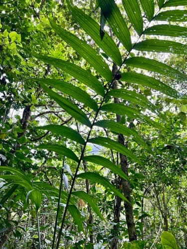Pacaya Palm Bonsai