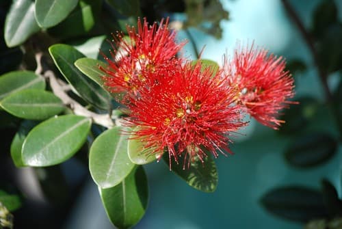 Pōhutukawa Bonsai