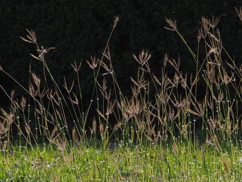 Kleberg's bluestem