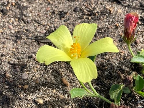Cape Hibiscus Bonsai