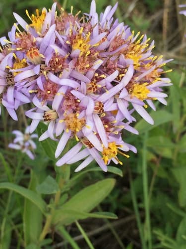 Rhone Aster