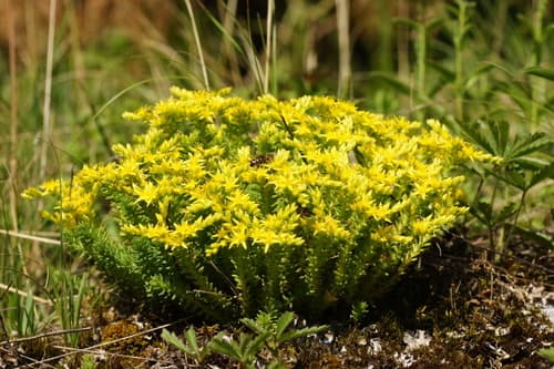 Tasteless Stonecrop