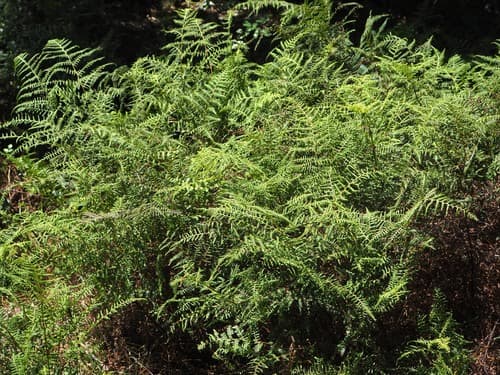 Common Pig Fern