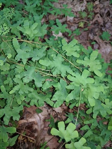Hartford fern