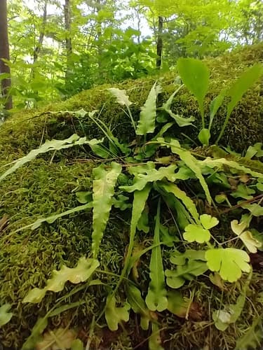 Walking Fern