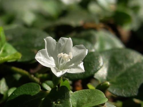Dwarf Morning Glory