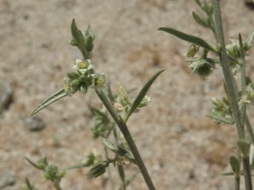 Lance-leaved Ditaxis
