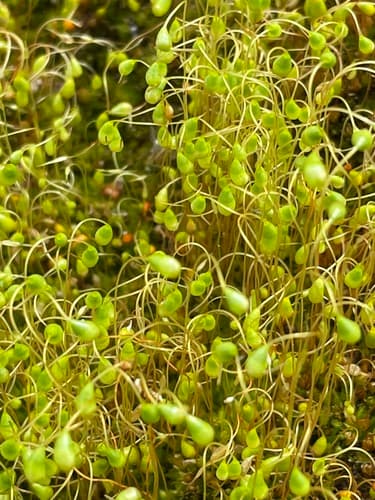 Bonfire moss