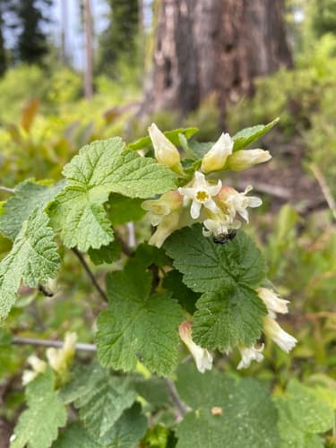 Sticky Currant