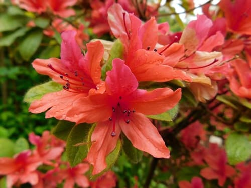 Taiwan Azalea Bonsai