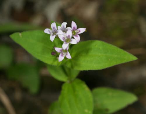 summer bluet