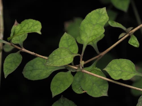 Thin-leaved Coprosma