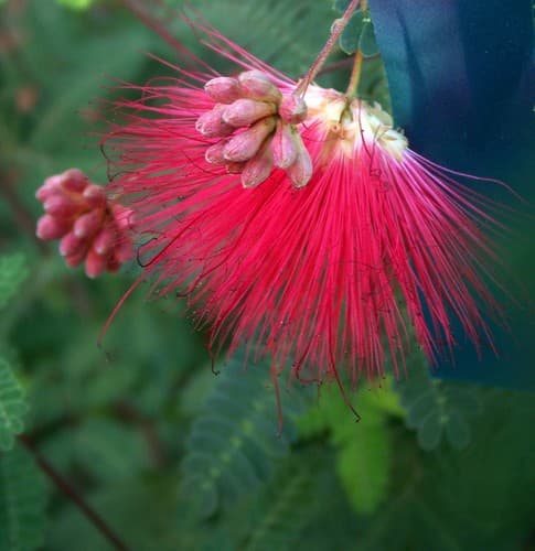 Baja fairy duster