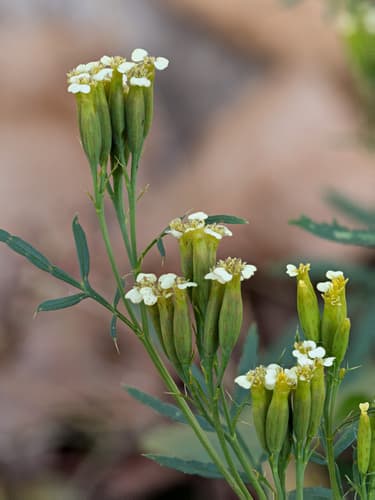 Wild Marigold Bonsai
