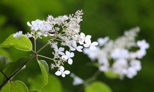 Panicle Hydrangea