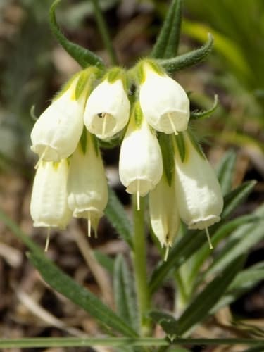 Onosma simplicissima