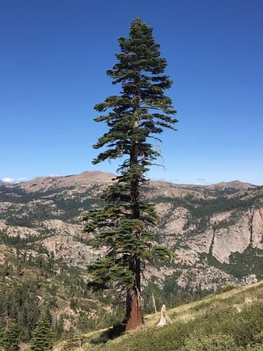 Red Fir Bonsai