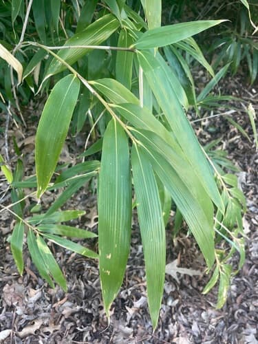 Arrow Bamboo