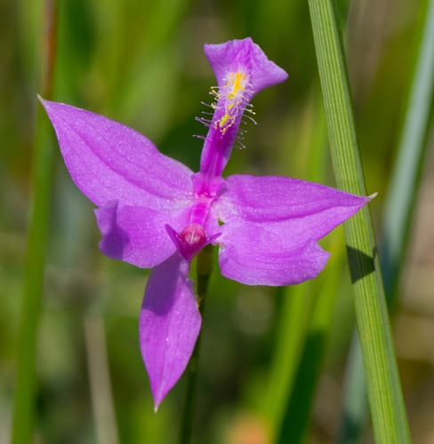Tuberous Grasspink