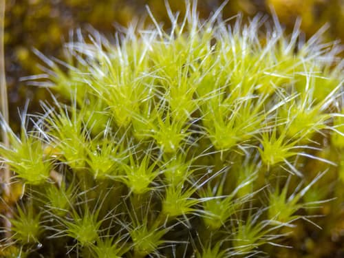 Heath Star-moss