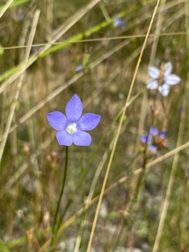 Australian Bluebell