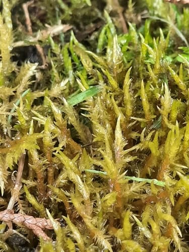 Pointed Spear-moss