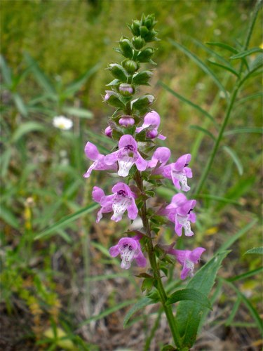 Prairie brazoria