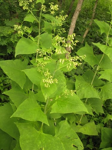 Halberd cacalia