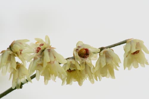Wintersweet