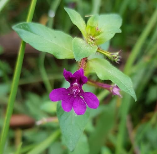 Tropical Waxweed
