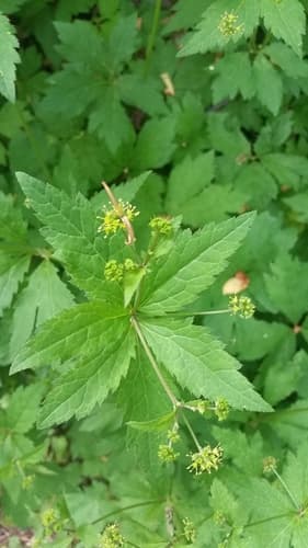 Clustered Sanicle