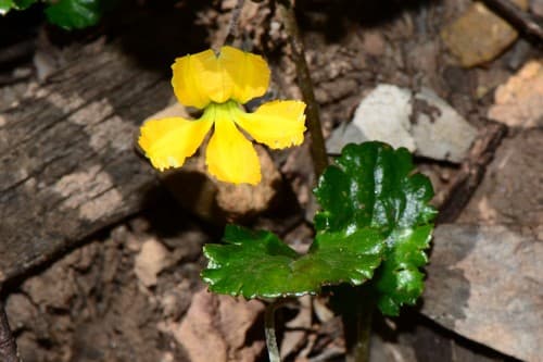 Ivy Goodenia