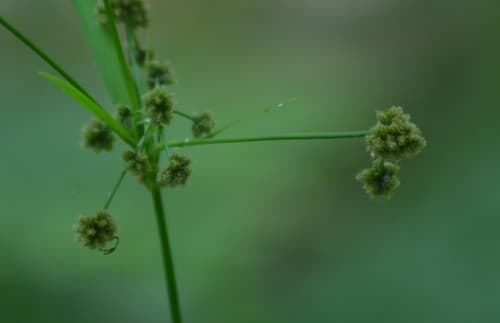 Mosquito Bulrush