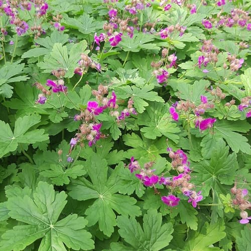 Rock Crane's-bill