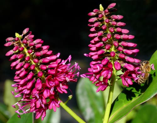 New Zealand Hebe
