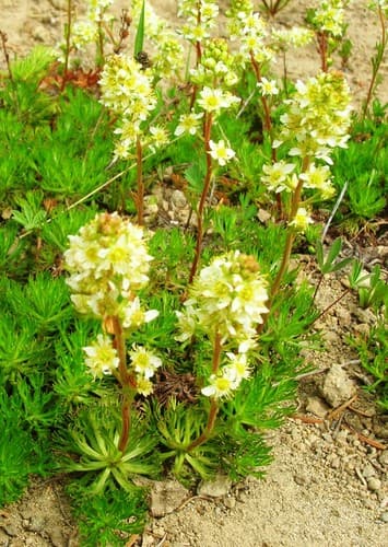Partridgefoot