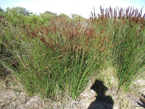 Cape Thatching Reed