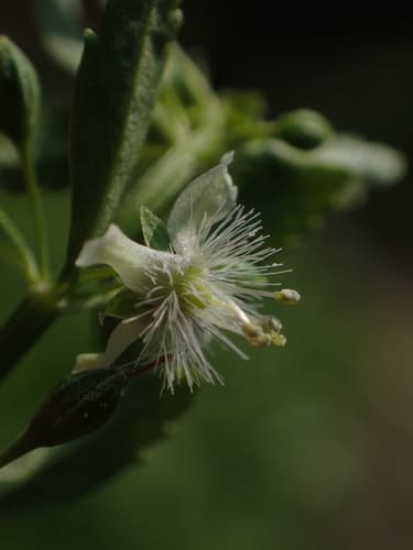 Licorice Weed