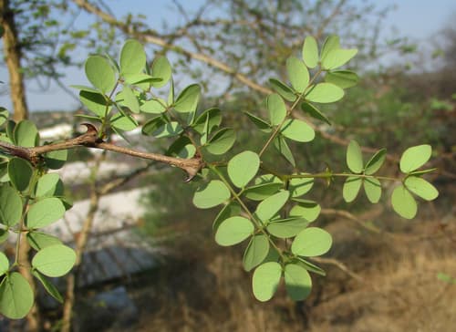 Knobthorn