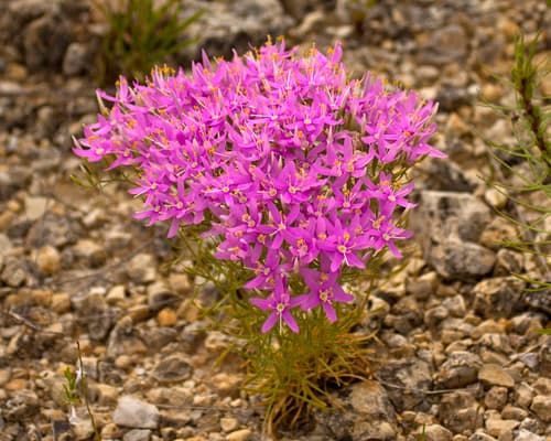 Mountain Pink