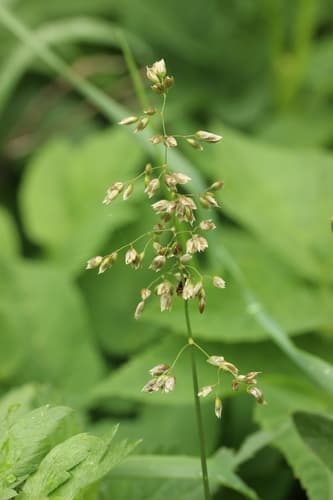 Bison Grass