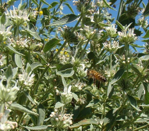 Wandering Horehound Plant